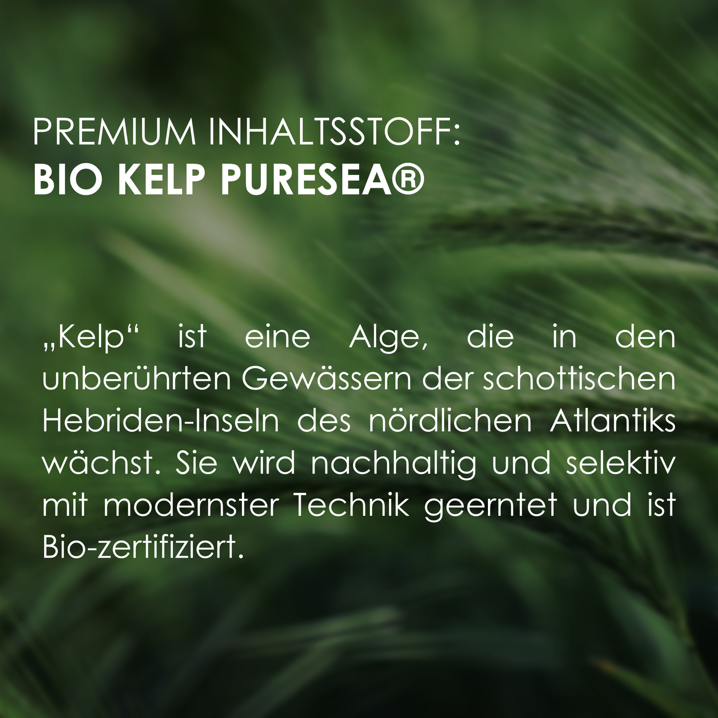 Premium Inhaltsstoff - Bio Kelp PureSea Jod