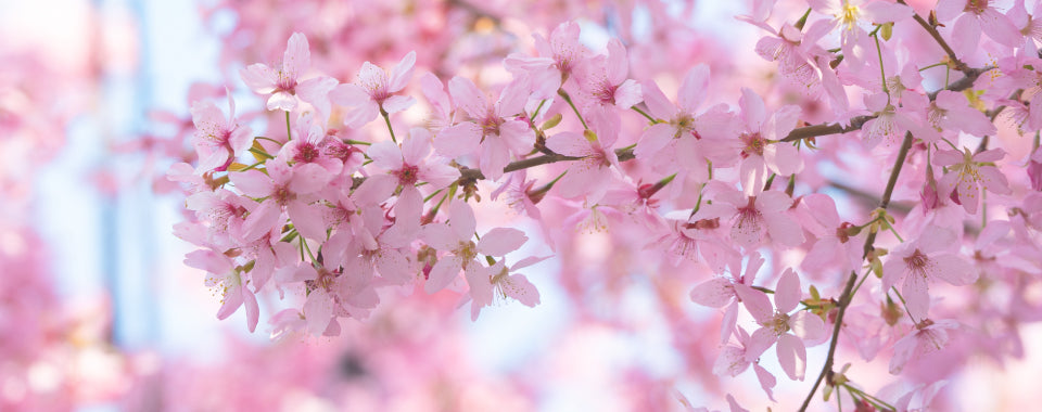 Fit in den Frühling 