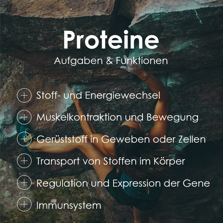 Proteine erfüllen viele wichtige Aufgaben und Funktionen